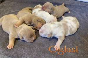 American bully pocket tri color merle